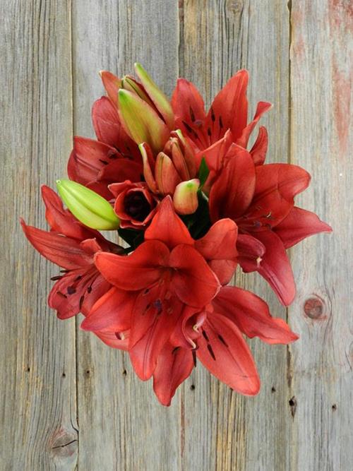 DYNAMIX  RED LA HYBRID LILIES